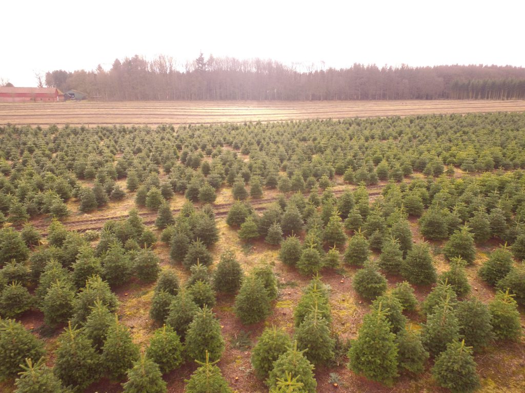 Choinka Premium Choinki z dowozem w Warszawie